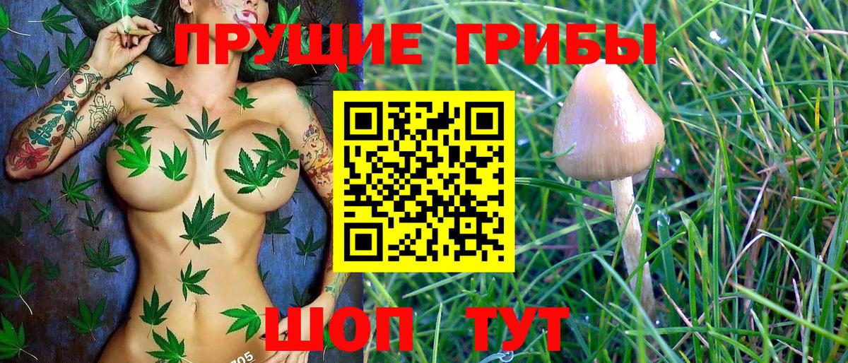 Псилоцибиновые грибы Cubensis Киров